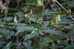 Crotalaria heyneana